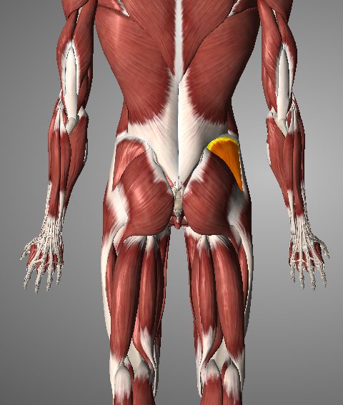 Gluteus anatomy